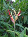 parakeet flower (heliconia psittacorum). 2005-11-09, Sony Cybershot DSC-F717. keywords: orange, red, white, yellow, green