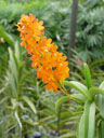 orchid. 2005-11-09, Sony Cybershot DSC-F717. keywords: orange