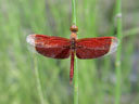 red dragonfly. 2005-11-09, Sony Cybershot DSC-F717.