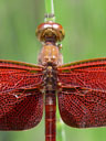 red dragonfly, closeup. 2005-11-09, Sony Cybershot DSC-F717.