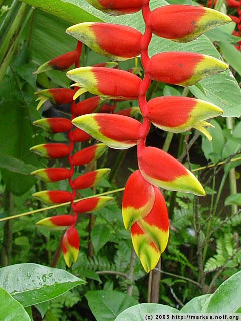 hanging lobster claw (heliconia marginata), closeup