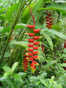 hanging lobster claw (heliconia marginata var. marginata). 2005-11-09, Sony Cybershot DSC-F717. keywords: heliconia rostrata