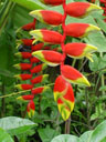 hanging lobster claw (heliconia marginata), closeup