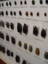 insekten-gemetzel || foto details: 2005-11-09, sentosa island / singapore, Sony Cybershot DSC-F717.
