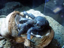 coconut crab (birgus latro). 2005-11-09, Sony Cybershot DSC-F717.