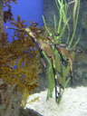 kleiner fetzenfisch (phyllopteryx taeniolatus) || foto details: 2005-11-09, underwaterworld / sentosa island / singapore, Sony Cybershot DSC-F717.