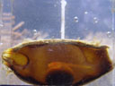 shark egg, 3-4 weeks. 2005-11-09, Sony Cybershot DSC-F717.