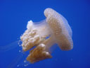 white-spotted jellyfish (phyllorhiza punctata). 2005-11-09, Sony Cybershot DSC-F717.