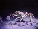 japanese giant spider crab (macrocheira kaempferi). 2005-11-09, Sony Cybershot DSC-F717.