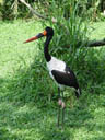 sattelstorch (ephippiorhynchus senegalensis) || foto details: 2005-11-11, jurong birdpark / singapore, Sony Cybershot DSC-F717.