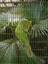 blue-naped parrot (tanygnathus lucionensis). 2005-11-11, Sony Cybershot DSC-F717.