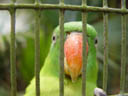 blue-naped parrot (tanygnathus lucionensis)