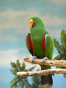 red-sided eclectus parrot (eclectus roratus polychloros)