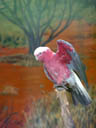 galah (eolophus roseicapillus). 2005-11-11, Sony Cybershot DSC-F717.