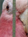 galah (eolophus roseicapillus) - facial feathers