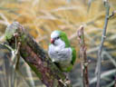 monk parakeet (myiopsitta monachus). 2005-11-11, Sony Cybershot DSC-F717.