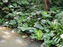 fensterblatt-pflanzen (monstera deliciosa) als natürlicher randbewuchs || foto details: 2005-11-11, jurong birdpark / singapore, Sony Cybershot DSC-F717.