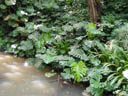 swiss cheese plants (monstera deliciosa) as a natural cover. 2005-11-11, Sony Cybershot DSC-F717.