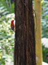 madagascar red fody (foudia madagascariensis)