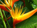 papageien-helikonie (heliconia sp.) || foto details: 2005-11-11, jurong birdpark / singapore, Sony Cybershot DSC-F717. keywords: orange, red, green