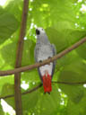 congo african grey parrot (psittacus erithacus ssp. erithacus