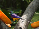 golden-breasted starling (cosmopsarus regius). 2005-11-11, Sony Cybershot DSC-F717.