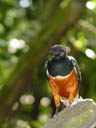 dreifarben-glanzstar (lamprotornis superbus) || foto details: 2005-11-11, jurong birdpark / singapore, Sony Cybershot DSC-F717.