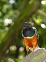 superb starling (lamprotornis superbus)