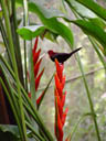 red bird, feeding on a heliconia. 2005-11-11, Sony Cybershot DSC-F717.