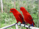 red lori (eos bornea). 2005-11-11, Sony Cybershot DSC-F717.