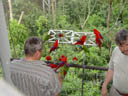 people feeding the lories. 2005-11-11, Sony Cybershot DSC-F717.