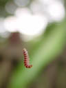 a tiny caterpillar, abseiling