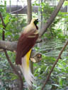 kleiner paradiesvogel (paradisaea minor) || foto details: 2005-11-11, jurong birdpark / singapore, Sony Cybershot DSC-F717.