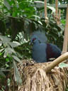 kronentaube (goura cristata) || foto details: 2005-11-11, jurong birdpark / singapore, Sony Cybershot DSC-F717.