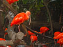 scharlach-sichler (eudocimus ruber) || foto details: 2005-11-11, jurong birdpark / singapore, Sony Cybershot DSC-F717.