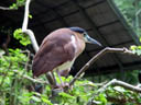 rotrücken-nachtreiher (nycticorax caledonicus) || foto details: 2005-11-11, jurong birdpark / singapore, Sony Cybershot DSC-F717.