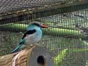 blue-breasted kingfisher (halcyon malimbicus). 2005-11-11, Sony Cybershot DSC-F717.