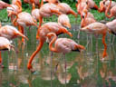 caribbean flamingos (phoenicopterus ruber ruber). 2005-11-11, Sony Cybershot DSC-F717.