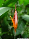 heliconia. 2005-11-09, Sony Cybershot DSC-F717.