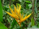 heliconia. 2005-11-09, Sony Cybershot DSC-F717.