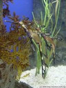 weedy seadragon (phyllopteryx taeniolatus)