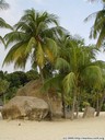 coconut palms at sentosa beach