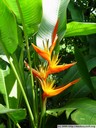 heliconia