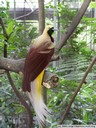 paradise bird