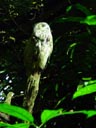 nepaluhu (bubo nipalensis) || foto details: 2005-11-13, night safari / singapore, Sony Cybershot DSC-F717. keywords: spot-bellied eagle owl, night