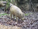 babirusa (babyrousa babyrussa). 2005-11-12, Sony Cybershot DSC-F717.