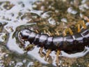 a rather big centipede (chilopoda). 2005-11-12, Sony Cybershot DSC-F717.