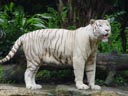weisser tiger (panthera tigris tigris) || foto details: 2005-11-12, singapore zoo / singapore, Sony Cybershot DSC-F717.