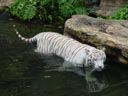 white tiger (panthera tigris tigris). 2005-11-12, Sony Cybershot DSC-F717.