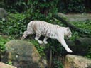 white tiger (panthera tigris tigris). 2005-11-12, Sony Cybershot DSC-F717. keywords: jumping tiger, leaping